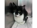 Adopt Cammie a Domestic Short Hair