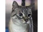 Adopt Dorothy a Domestic Short Hair