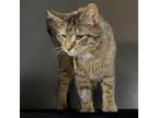 Adopt CHERRY a Domestic Short Hair