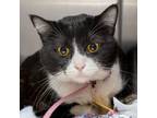 Adopt OREO a Domestic Short Hair