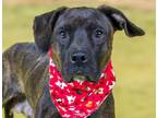 Adopt NOVA a Plott Hound, Mixed Breed