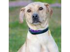 Adopt WYNONA a Labrador Retriever, Mixed Breed