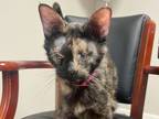 Adopt ASTOR a Domestic Short Hair