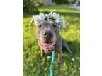 Adopt JEAN GRAY a Pit Bull Terrier