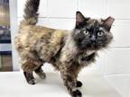 Adopt MATILDA a Domestic Long Hair