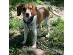 Adopt Chrishell a Beagle