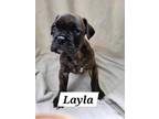 Adopt Layla a Boxer