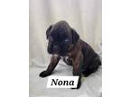 Adopt Nona a Boxer