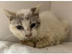 Adopt Snowball a Domestic Short Hair