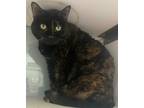 Adopt Alexa a Domestic Short Hair