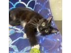 Adopt Millie a Domestic Short Hair