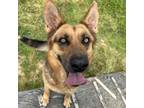 Adopt Khail a German Shepherd Dog, Mixed Breed