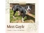 Adopt Gayle a Pit Bull Terrier