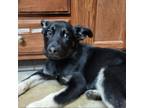 Adopt Roxie- 021007S a German Shepherd Dog