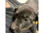 Adopt Wonder- 030606S a Pit Bull Terrier