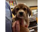 Adopt Mimsy- 050103S a Labrador Retriever