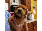 Adopt Jennifur- 050109S a Labrador Retriever