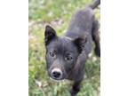 Adopt Smudge a Mixed Breed