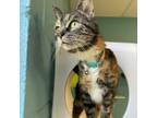 Adopt Kiki a Domestic Short Hair