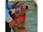 Adopt FAITH Available NOW - ADOPTION or RESCUE! a Mixed Breed