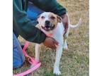 Adopt HAZEL Available NOW - ADOPTION or RESCUE! a Mixed Breed
