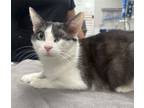 Adopt Crouton a Domestic Short Hair