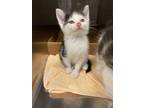 Adopt Ava a Domestic Short Hair