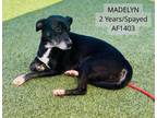 Adopt Madelyn a Jack Russell Terrier, Mixed Breed