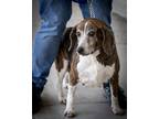 Adopt Josie a Beagle