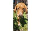 Adopt Bossie a Mixed Breed