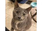 Adopt Mulberry a Domestic Short Hair