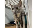 Adopt Mor a Domestic Short Hair