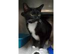 Adopt SAVANNAH a Domestic Short Hair