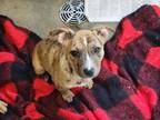 Adopt BECCA a Terrier, Mixed Breed