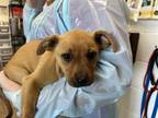 Adopt STACIE a Terrier, Mixed Breed