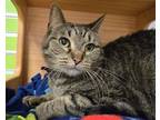 Adopt MAPLE a Domestic Short Hair