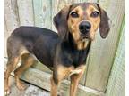 Adopt MARY KATE a Hound, Mixed Breed