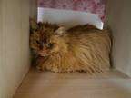 Adopt PRINCESS a Domestic Long Hair