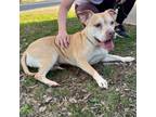 Adopt Miss Brick a American Staffordshire Terrier, Pit Bull Terrier