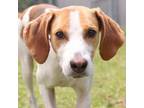 Adopt A485954 a Treeing Walker Coonhound