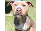 Adopt TRIXIE a Pit Bull Terrier, Mixed Breed