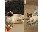 Adopt Mousse--In Foster a Siamese