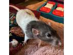 Adopt Stormy--In Foster***ADOPTION PENDING*** a Rat