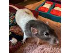 Adopt Stormy--In Foster a Rat