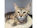 Adopt Miss Fang a Domestic Short Hair