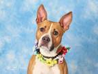 Adopt PARFAIT a Boxer, Mixed Breed