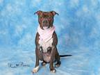 Adopt BUNNY a Boxer, Mixed Breed