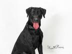 Adopt LUCY a Labrador Retriever