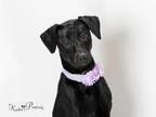 Adopt KATIE a Border Collie, Doberman Pinscher