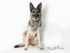 Adopt SIERRA MIST a German Shepherd Dog, Mixed Breed